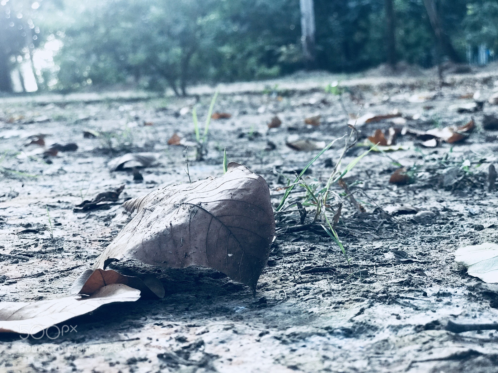 Apple iPhone 7 Plus sample photo. Untitled photography
