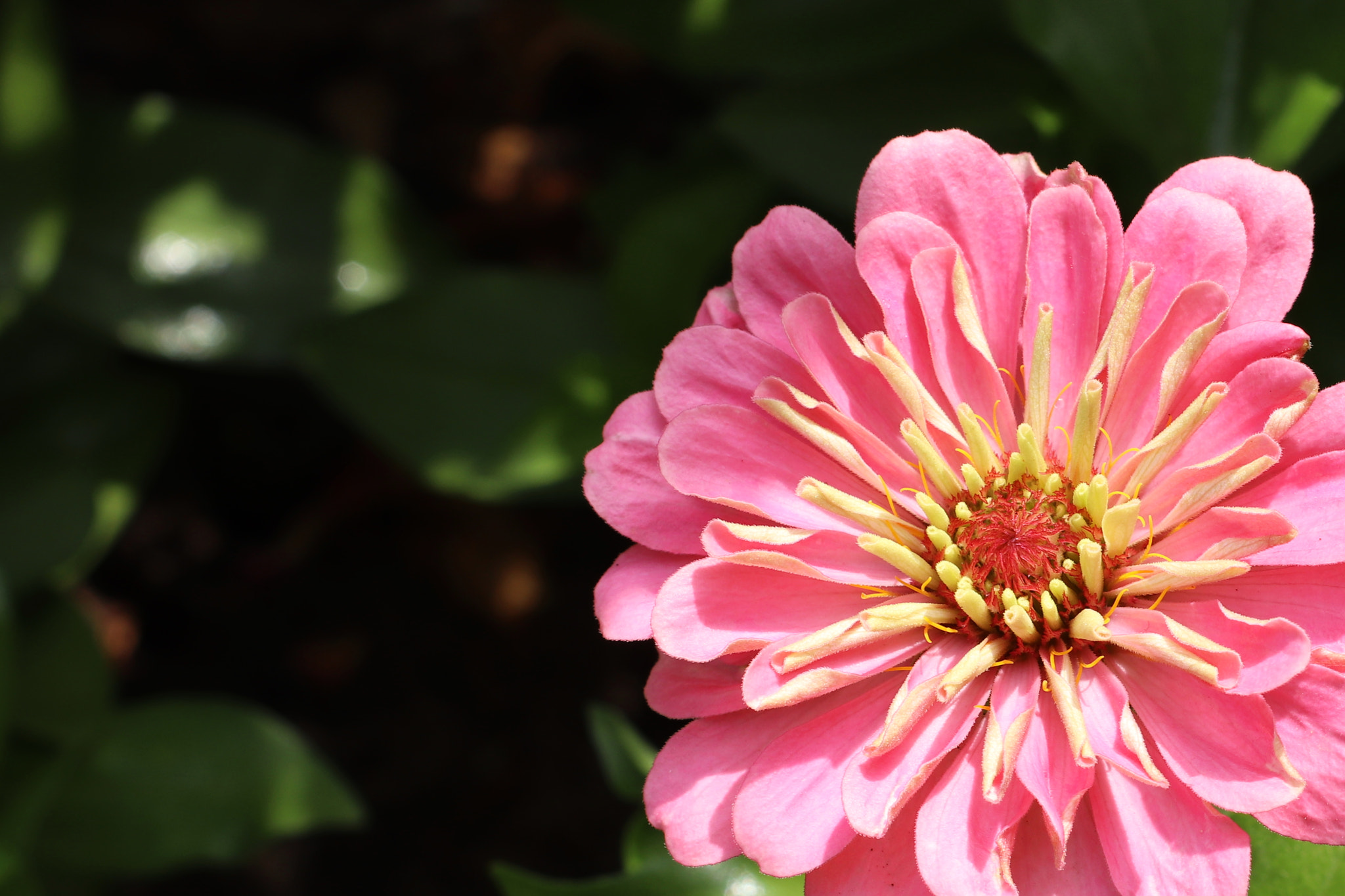 Canon EOS 200D (EOS Rebel SL2 / EOS Kiss X9) sample photo. Pink yellow photography