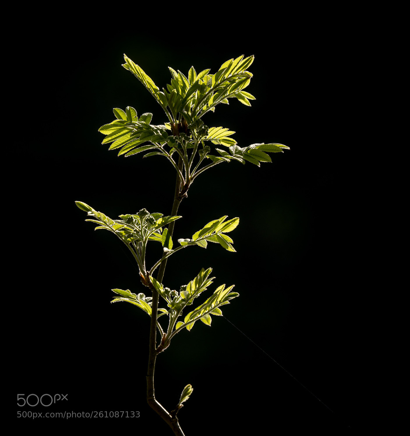 Sony a7R III sample photo. Backlit plant photography