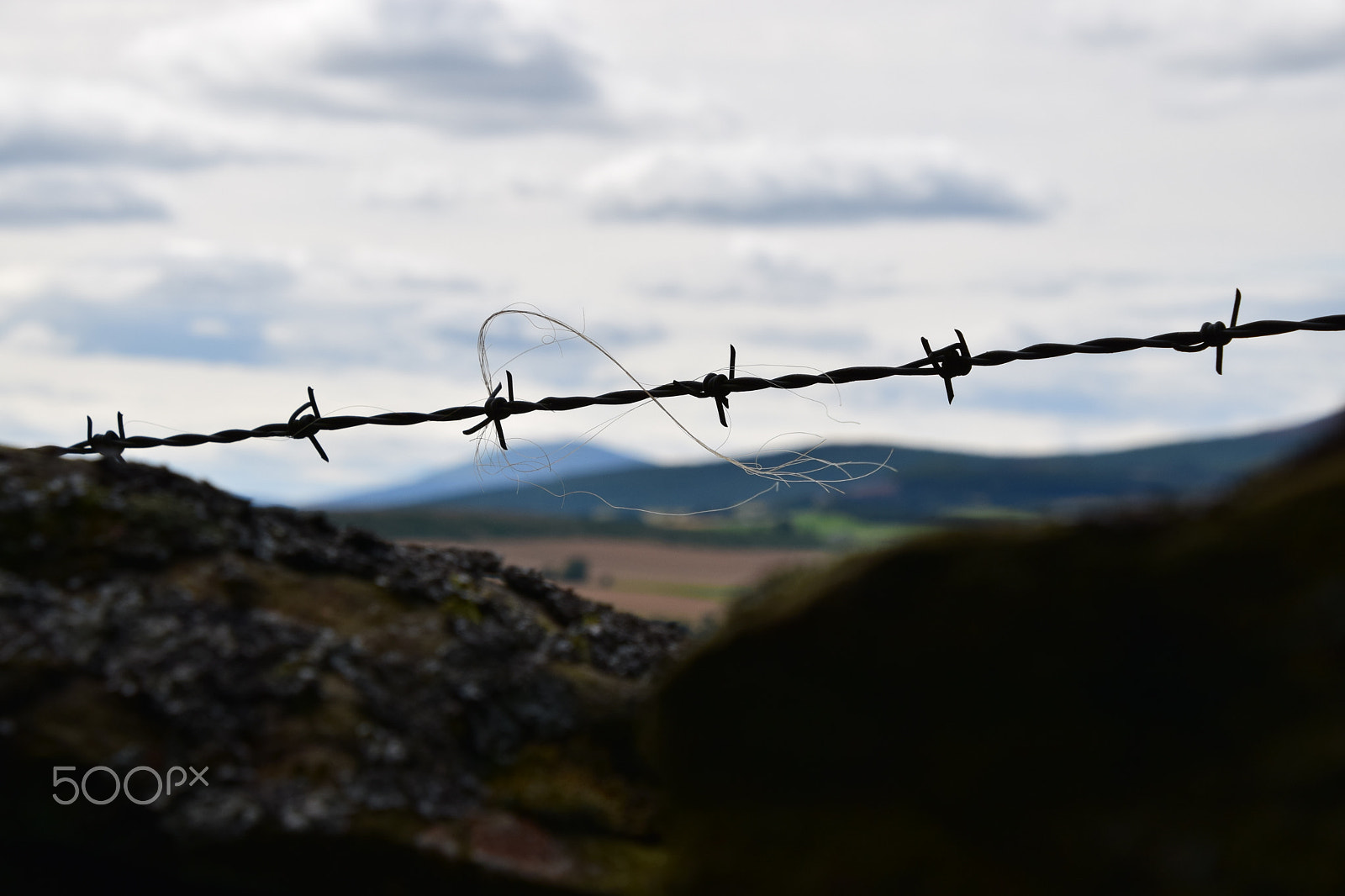Nikon D5300 sample photo. Barbed wire photography