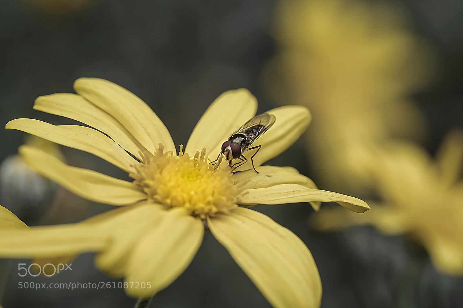 Canon EOS 6D sample photo. Hoverfly photography