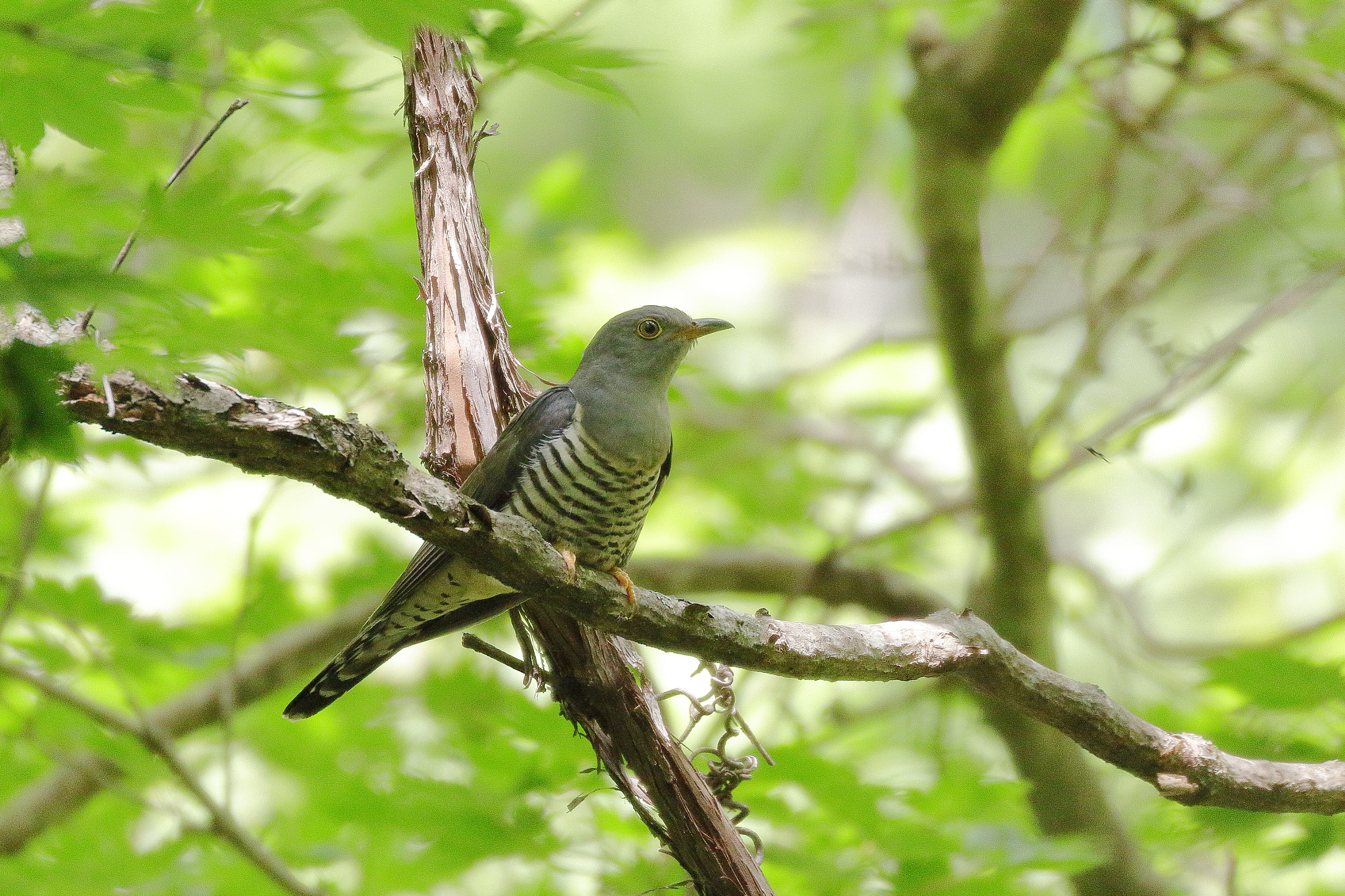 Canon EOS 7D Mark II sample photo. ツツドリさんかなぁ？7i2a6638 photography