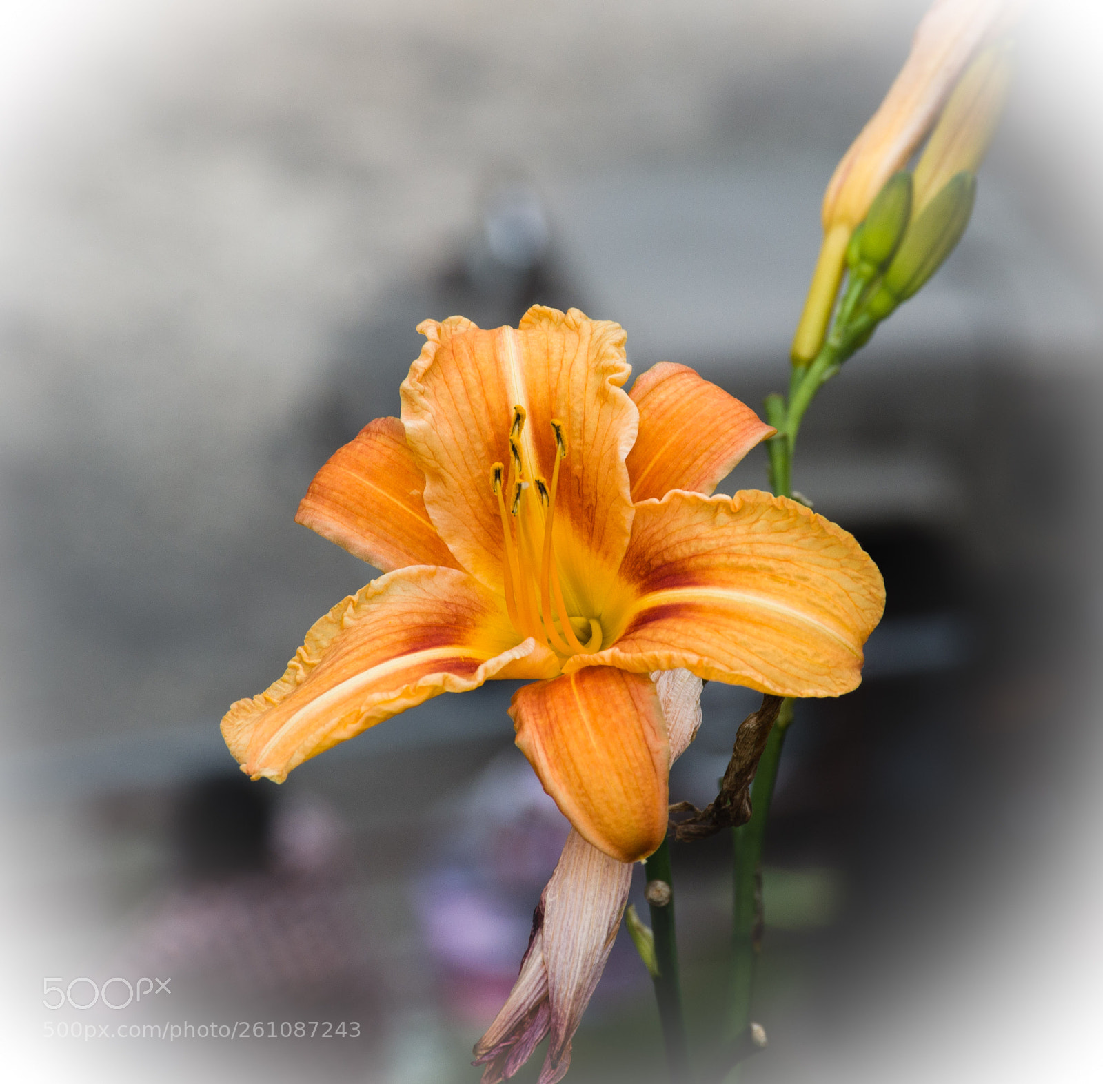 Nikon D7000 sample photo. Flower photography