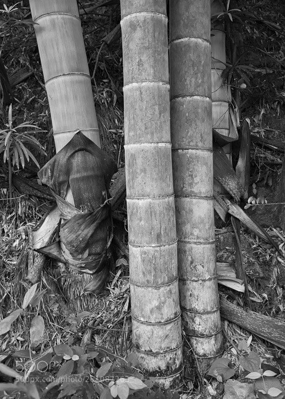 Canon EOS 5D Mark II sample photo. Bamboo photography