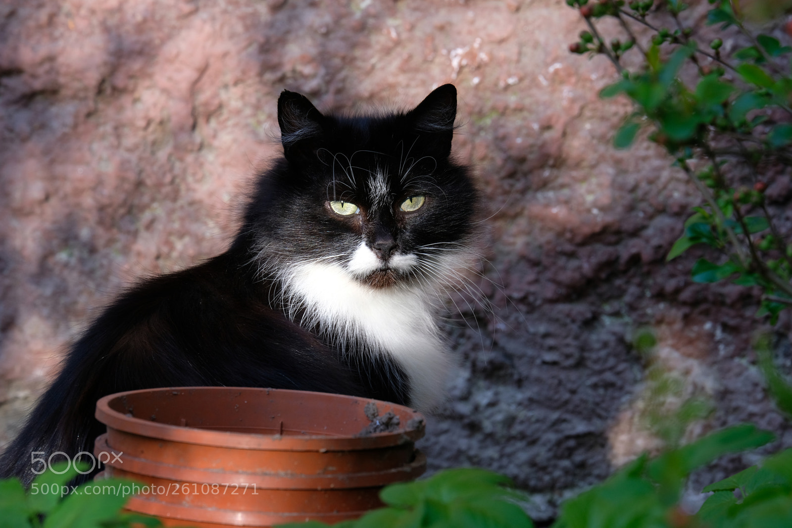 Fujifilm X-T20 sample photo. Portrait of a cat photography
