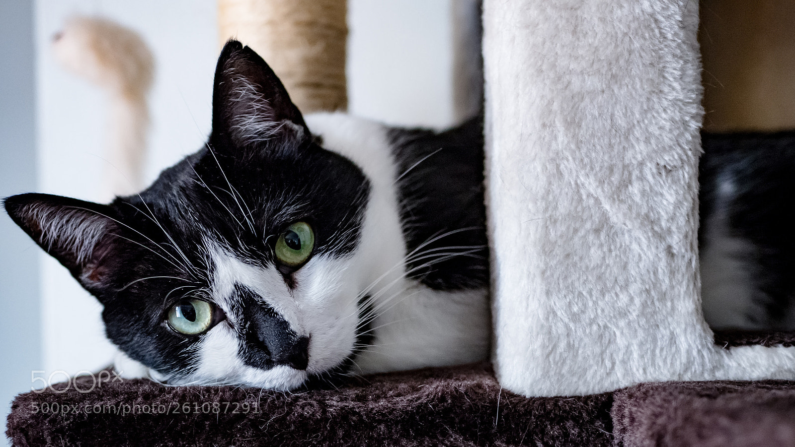 Olympus OM-D E-M10 sample photo. Cato green eyes photography