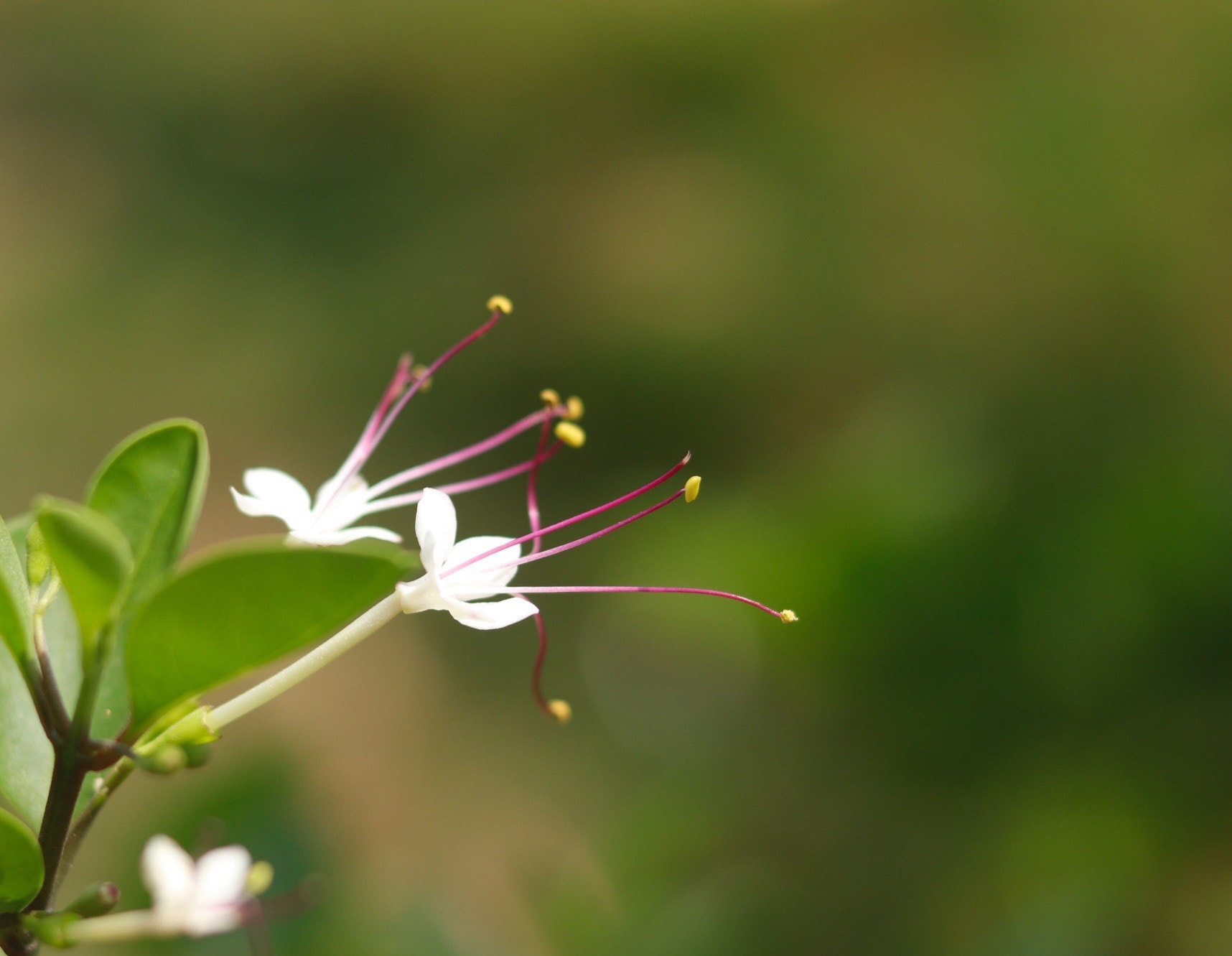Canon EOS 800D (EOS Rebel T7i / EOS Kiss X9i) sample photo. Fresh babies!! photography