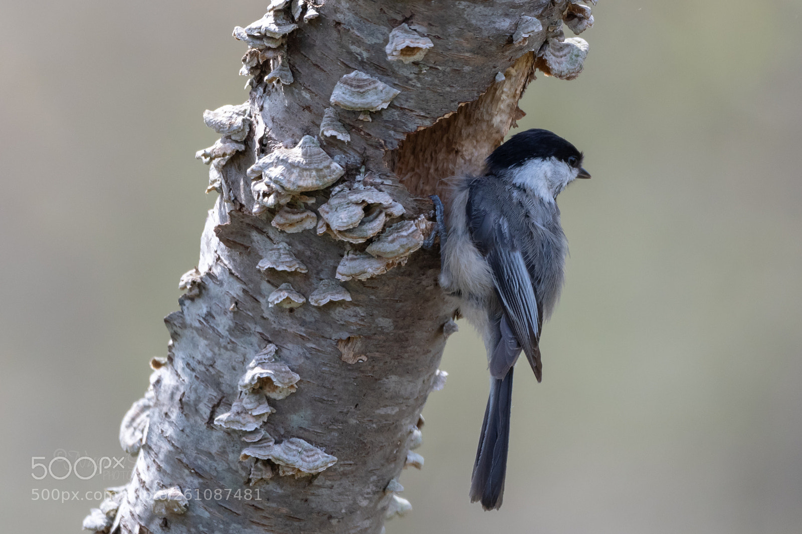 Nikon D500 sample photo. Black-capped chickadee photography