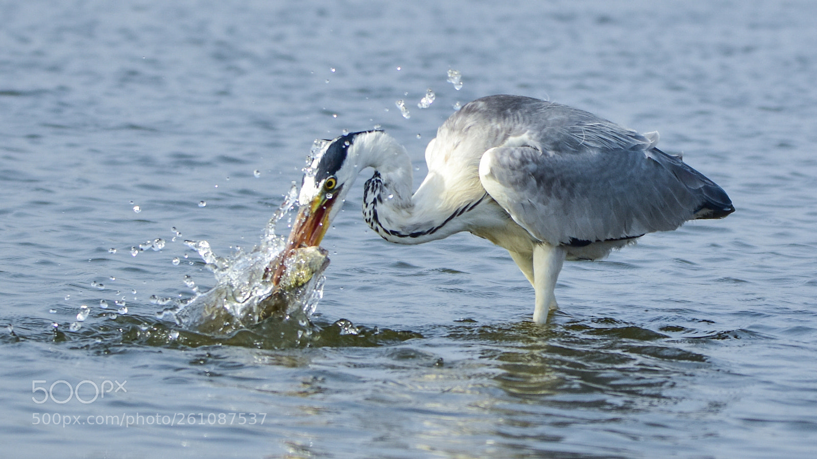Nikon D7200 sample photo. Heron catching the fish photography