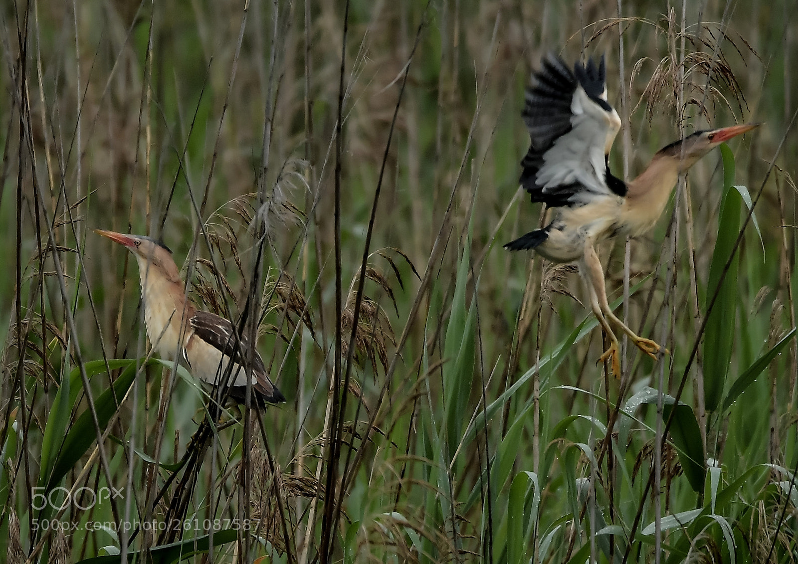 Nikon D500 sample photo. Blongios nains photography