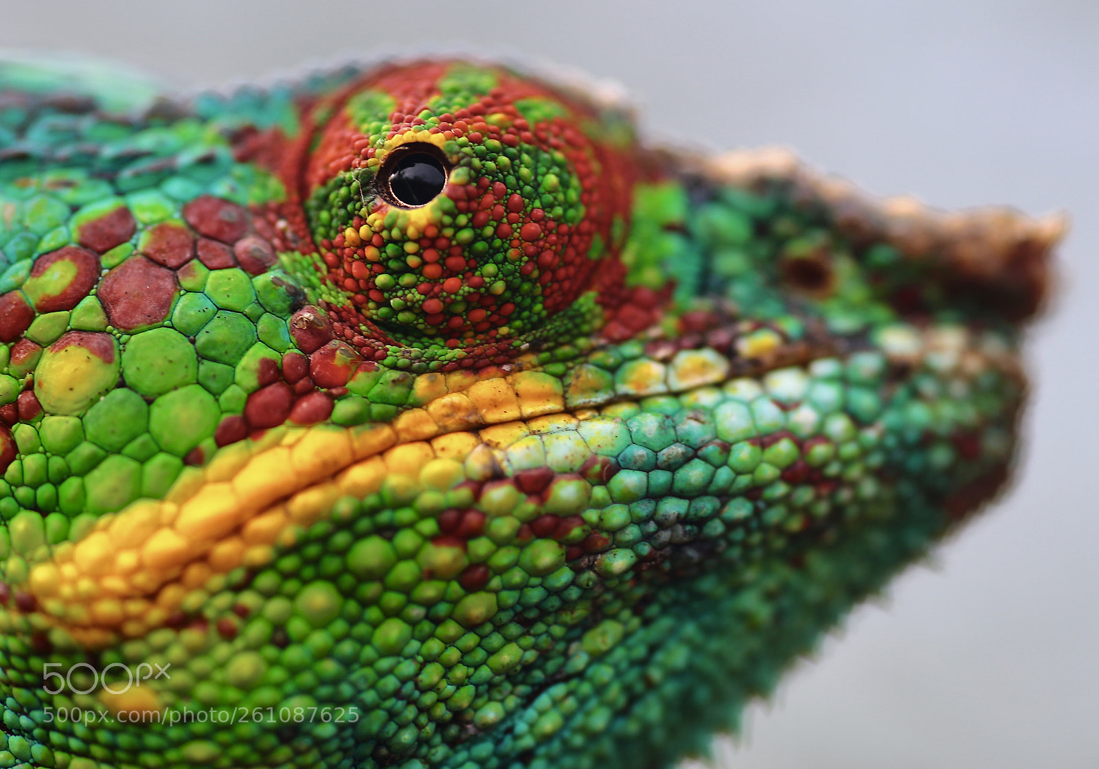 Canon EOS 6D sample photo. Wild panther chameleon photography
