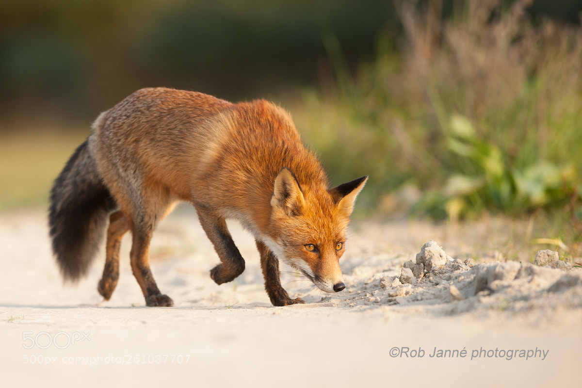 Nikon D700 sample photo. Reddy on the hunt photography