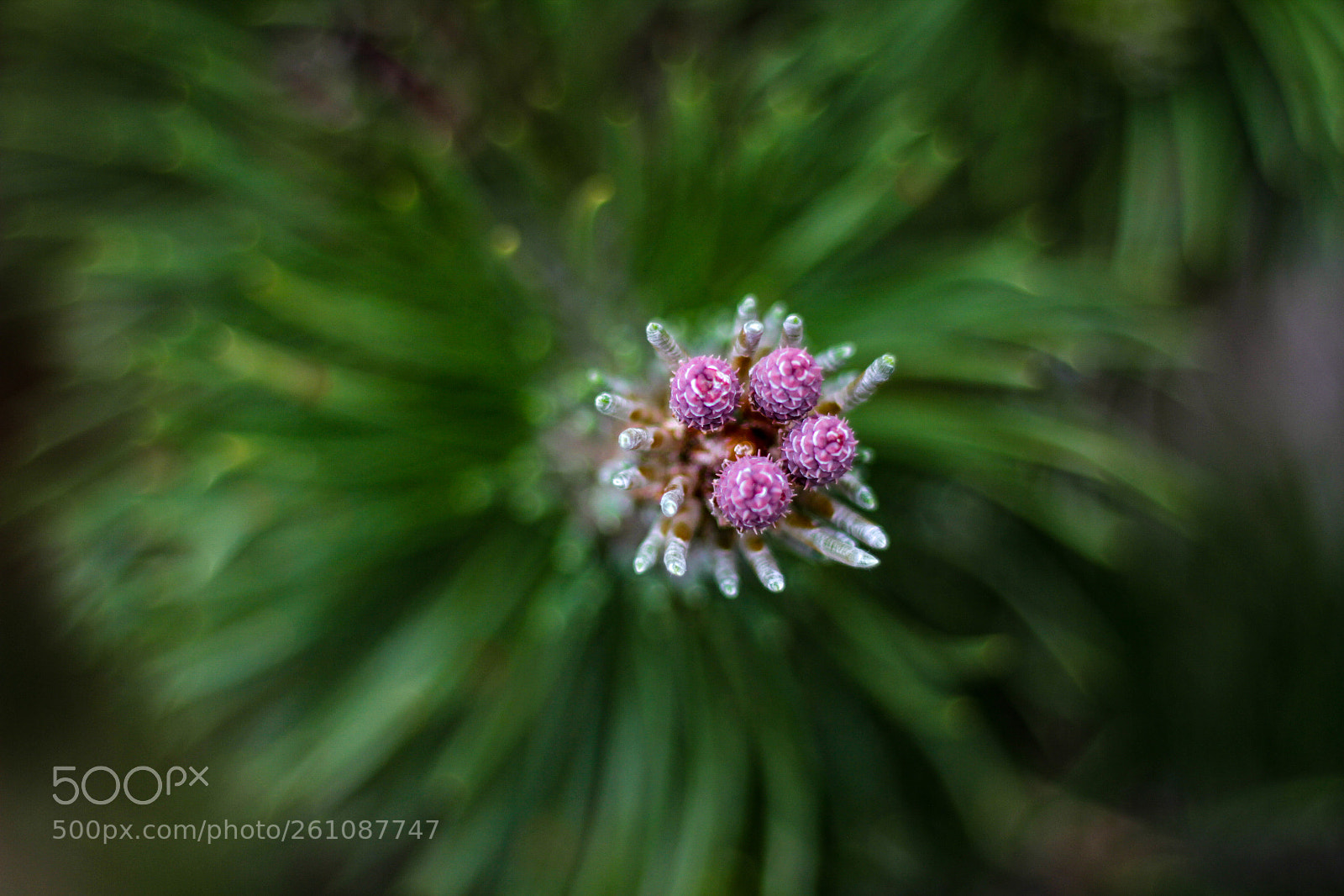 Canon EOS 7D sample photo. Evergreen pink photography