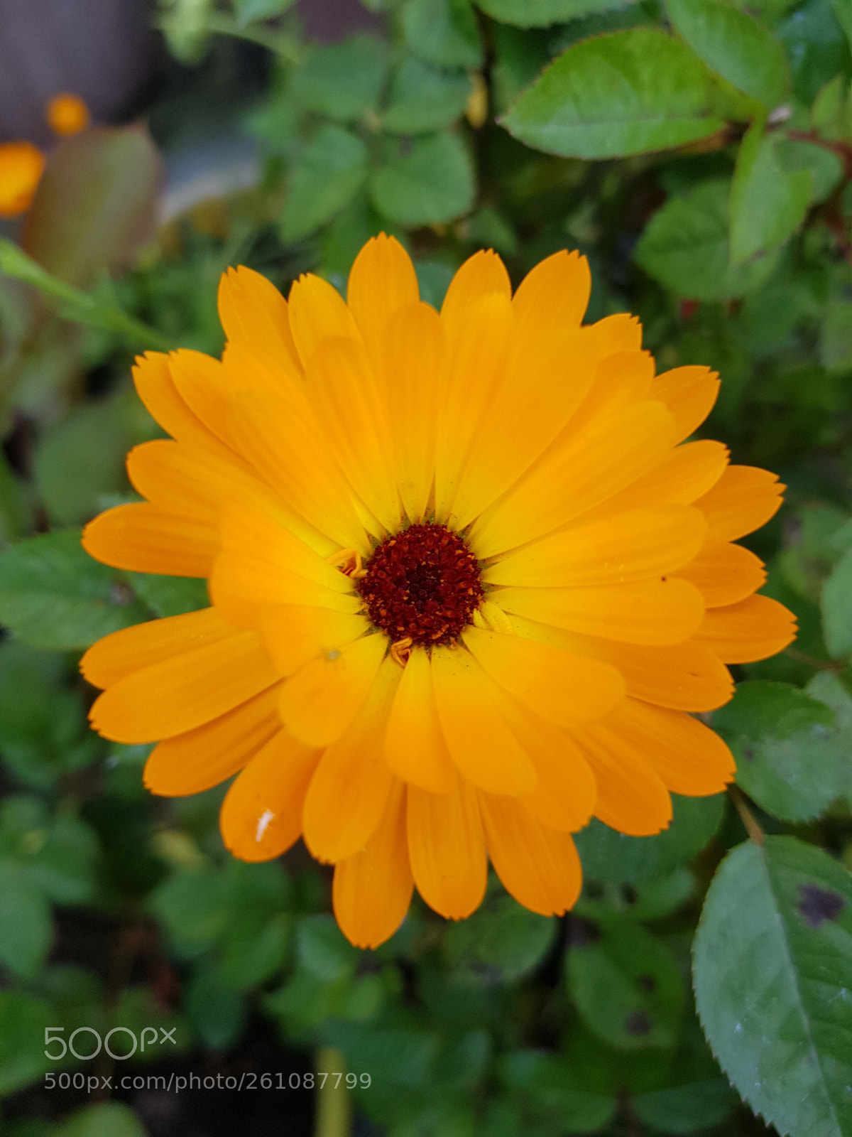 Samsung Galaxy S8 sample photo. Untitled photography