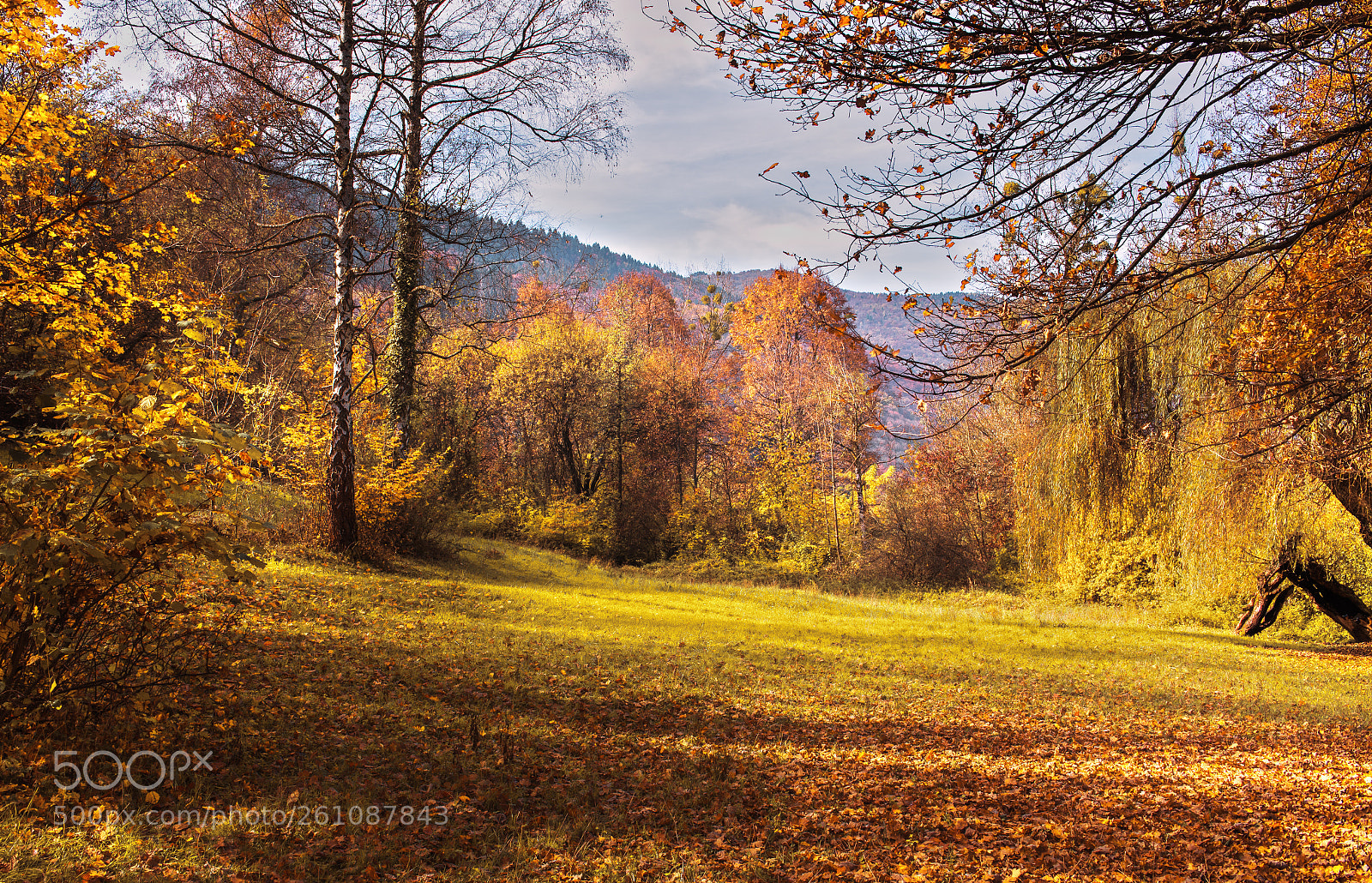 Nikon D610 sample photo. Autumn photography