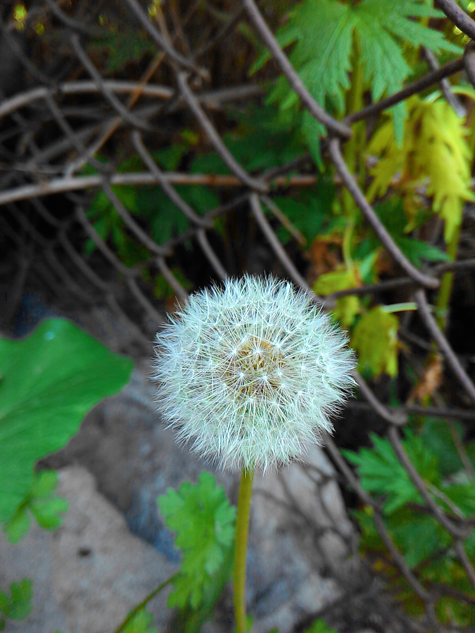 ASUS Z002 sample photo. Maturity) photography
