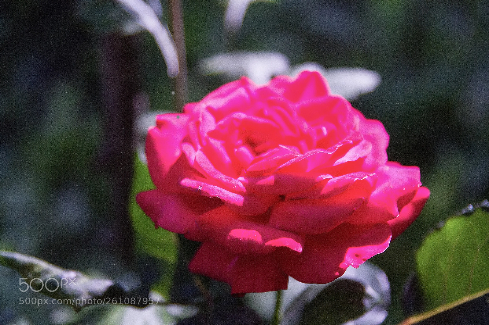 Canon EOS 7D sample photo. Flowers of my garden 5 photography