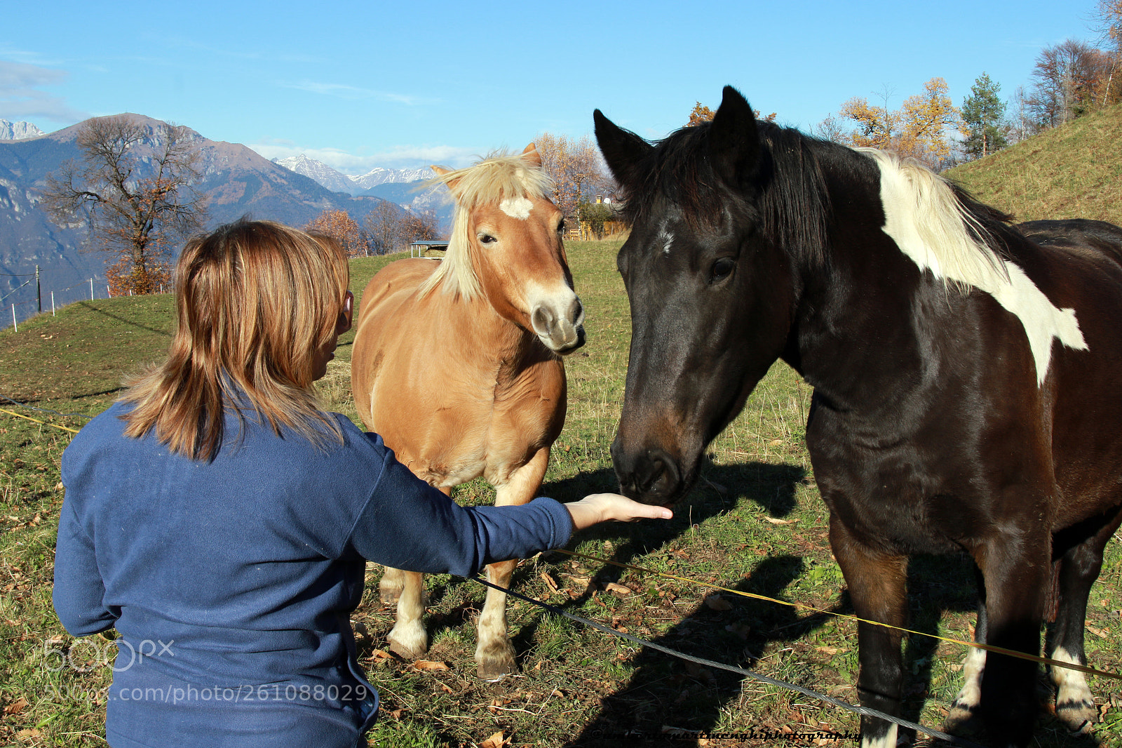 Canon EOS 7D Mark II sample photo. The beloved horses photography