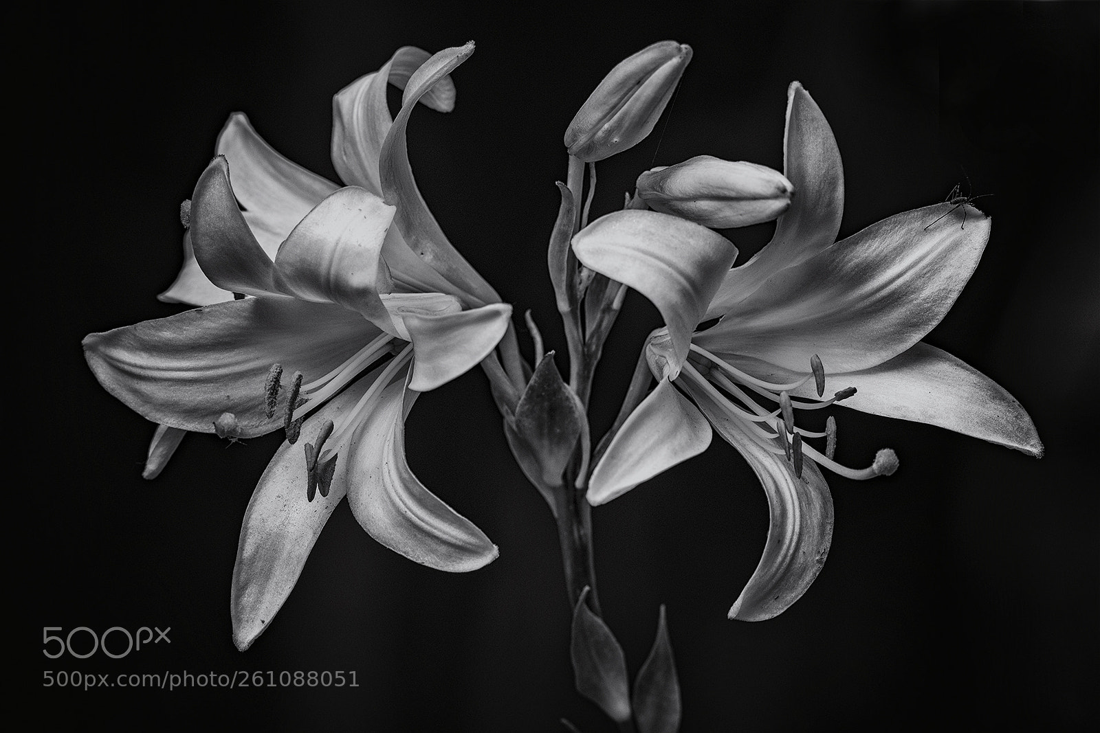 Nikon D7200 sample photo. Flowers photography