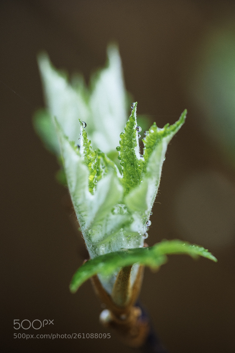 Nikon D600 sample photo. 180606 photography
