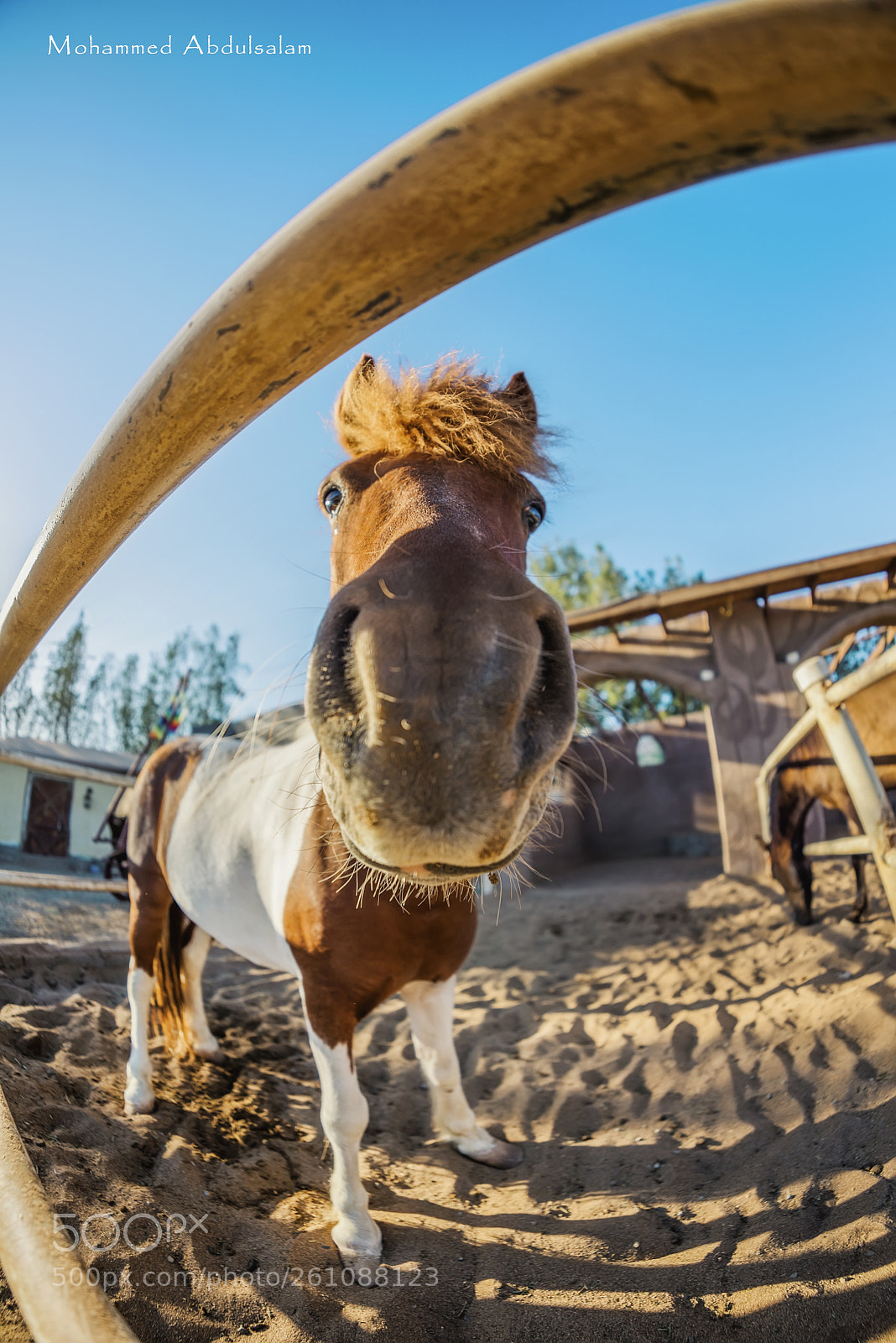 Nikon D610 sample photo. Horse photography