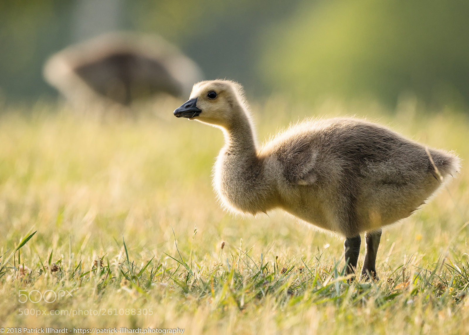 Sony a7R sample photo. Kleine gans photography
