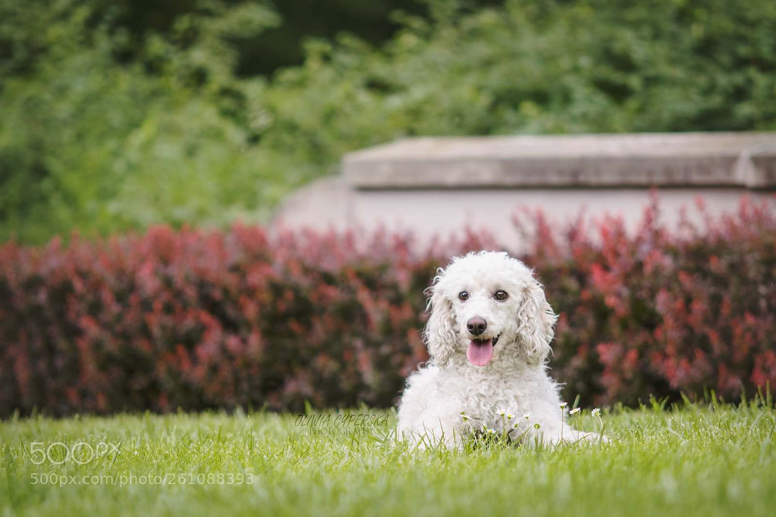 Nikon D5300 sample photo. Lucas in park cytadela photography
