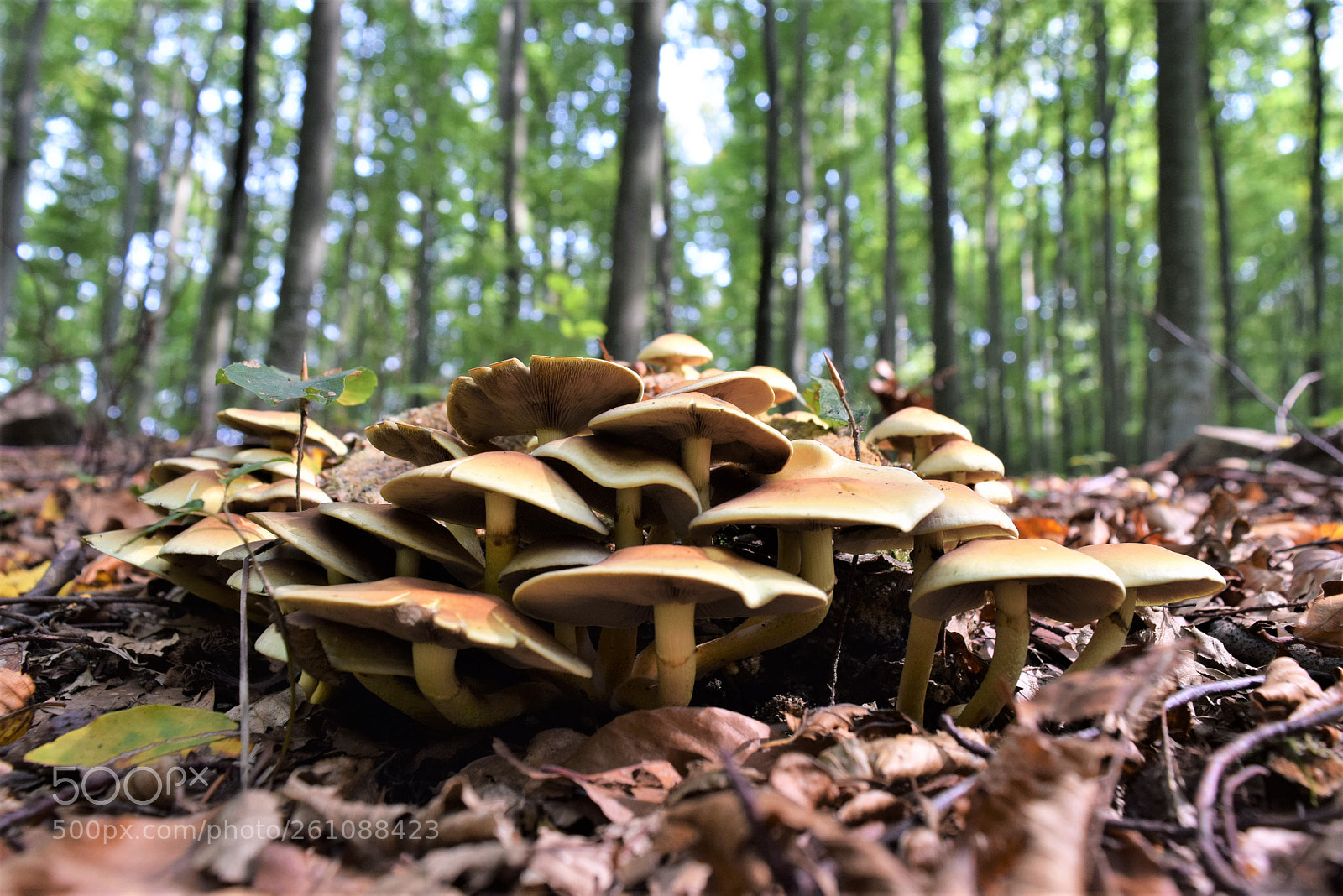 Nikon D3300 sample photo. Mushrooms photography