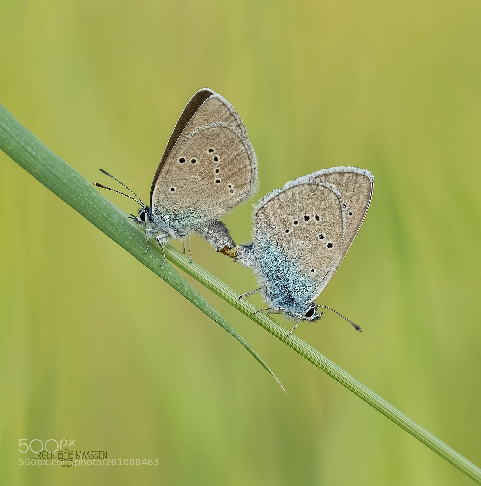 Canon EOS 7D Mark II sample photo. Mating. photography
