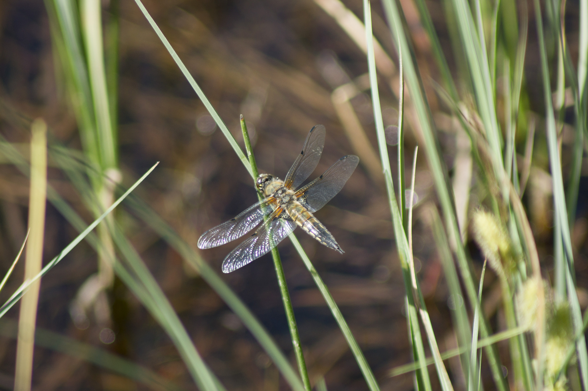 Sony Alpha DSLR-A450 sample photo. Dragonflies photography