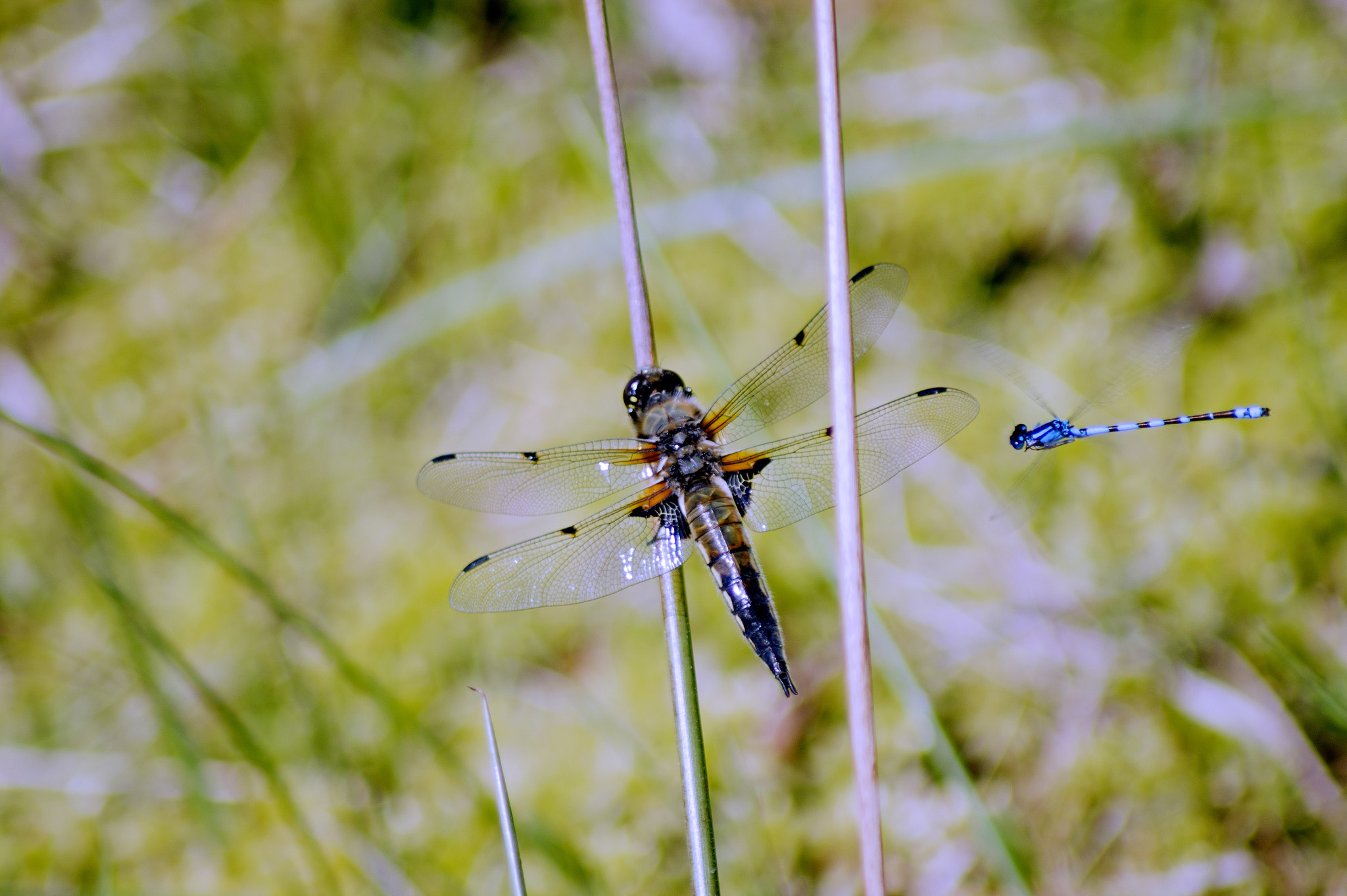 Sony Alpha DSLR-A450 sample photo. Dragonflies photography