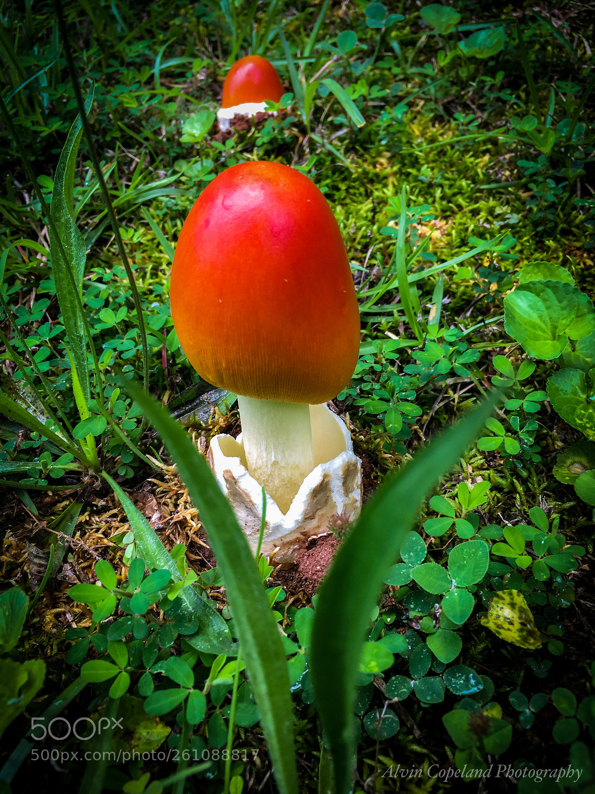 Apple iPhone 6s Plus sample photo. Little wonder photography