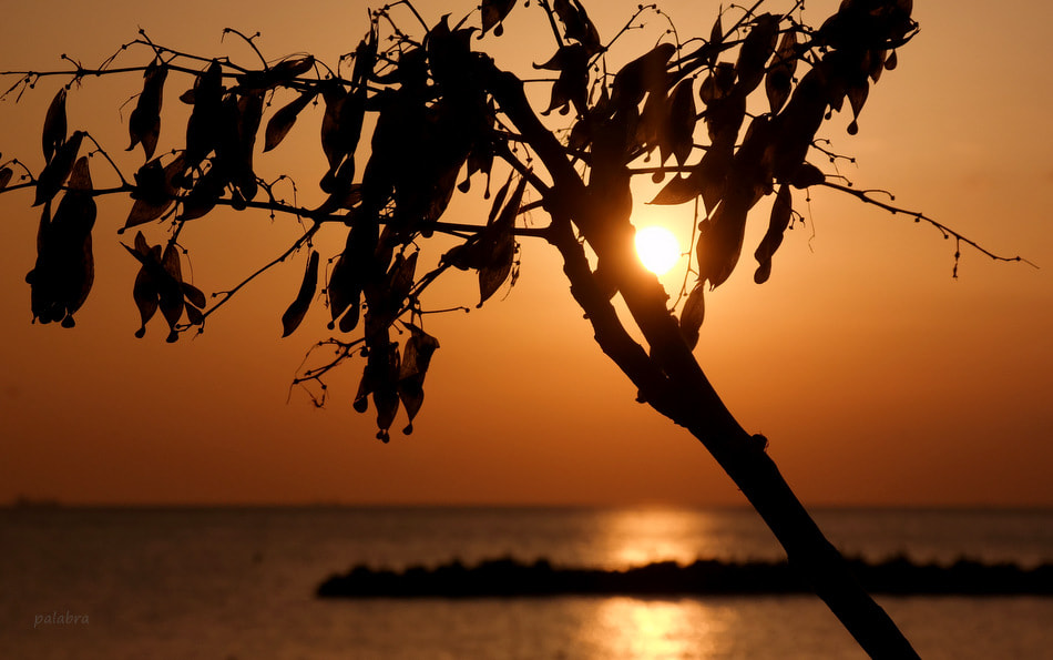 Samsung NX30 sample photo. ... photography