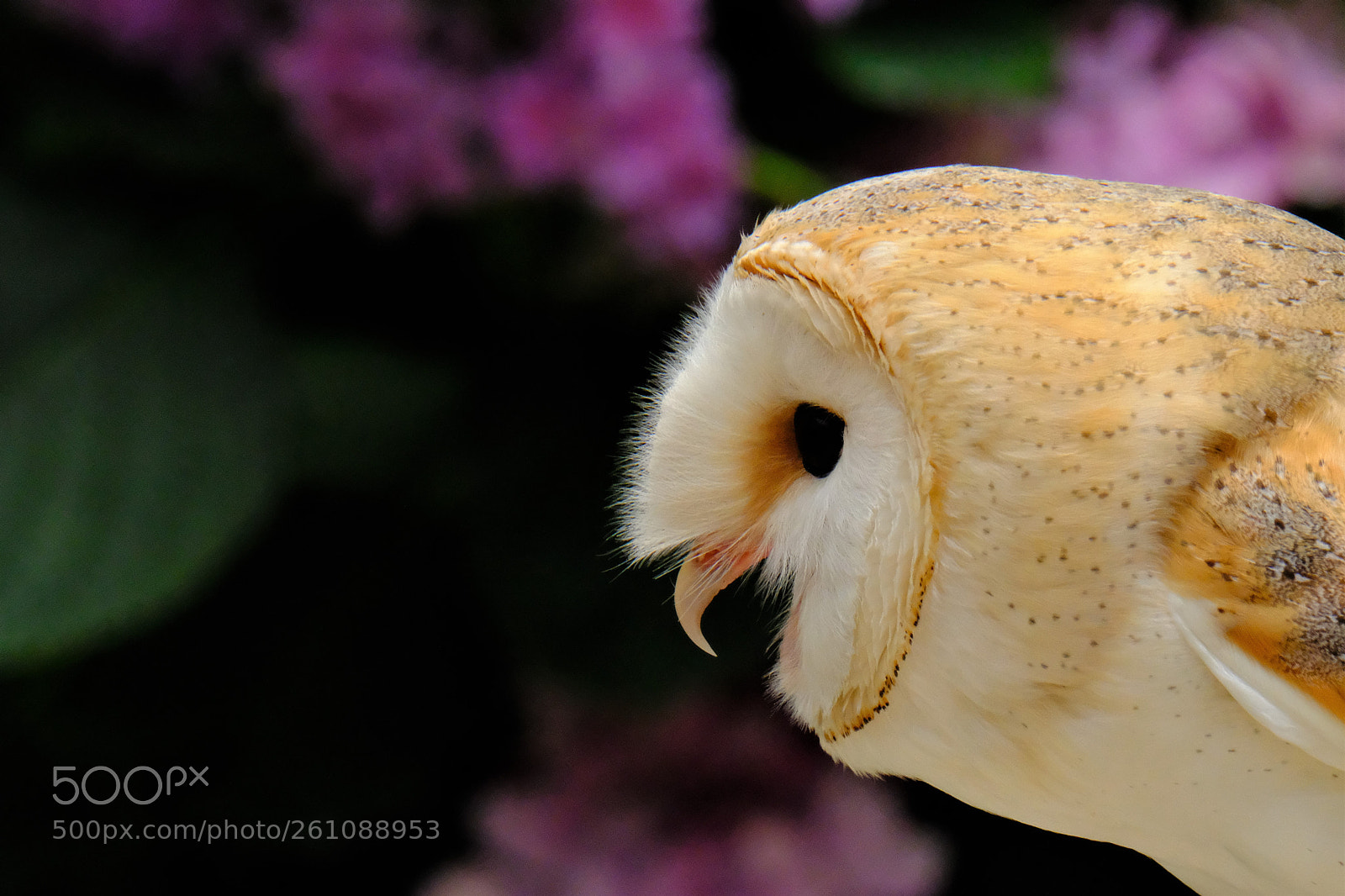 Fujifilm X-T2 sample photo. Barn owl photography
