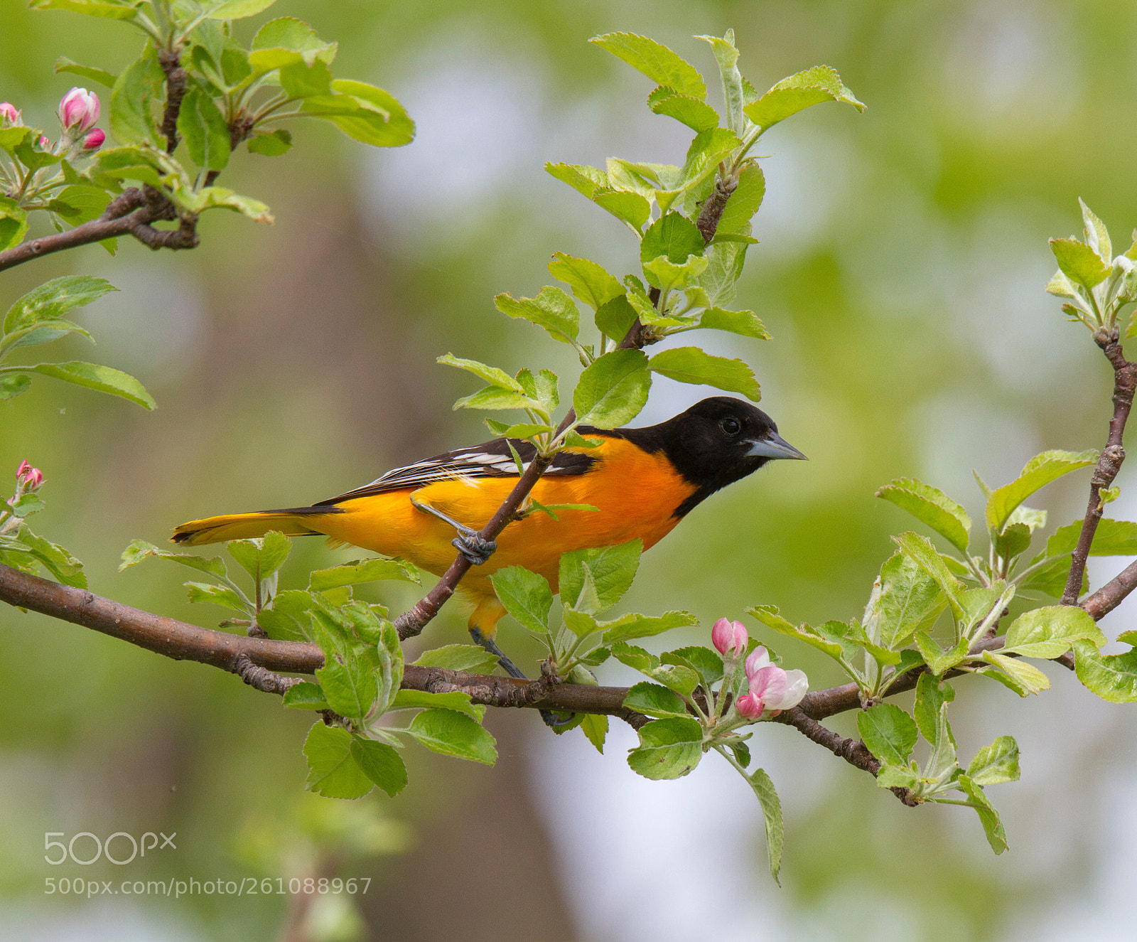 Canon EOS 7D sample photo. Baltimore oriole  photography