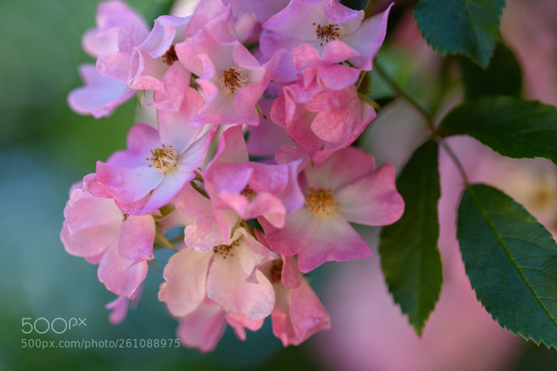 Nikon D750 sample photo. Pink rose photography