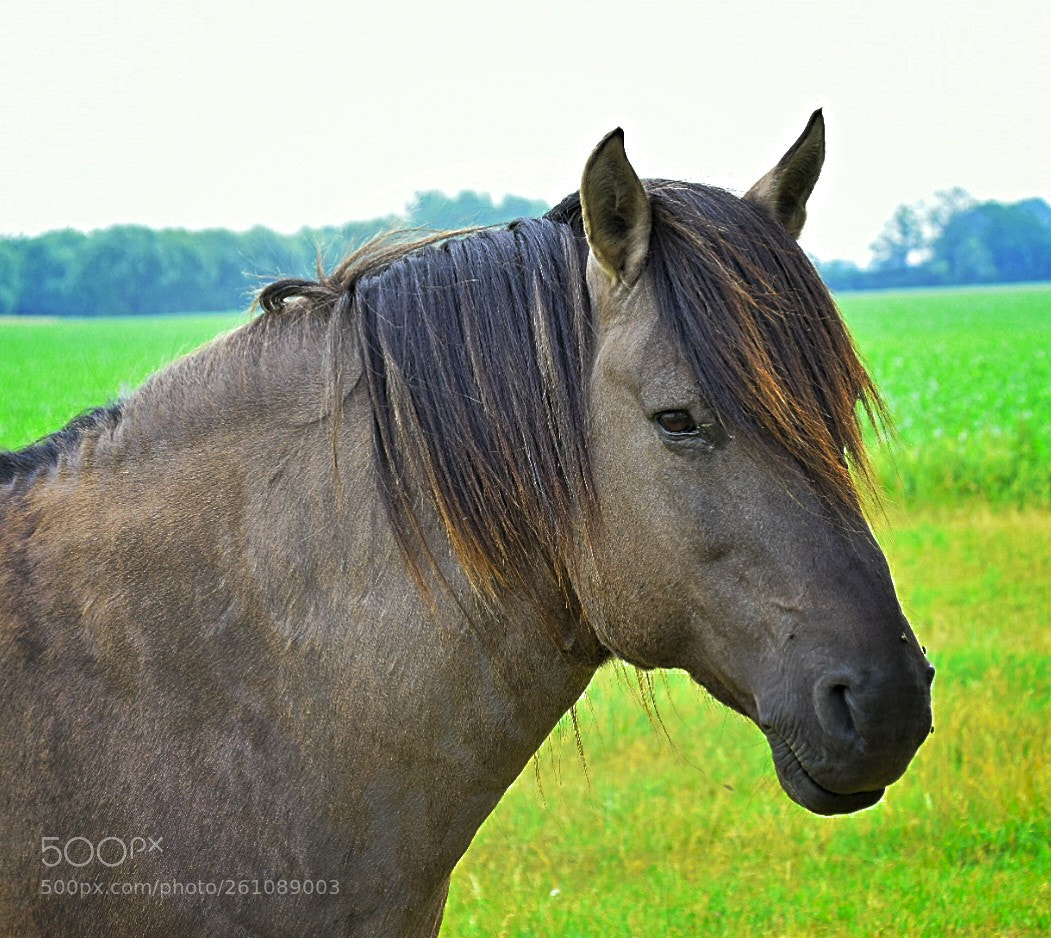 Nikon D5300 sample photo. Auf der weide! photography