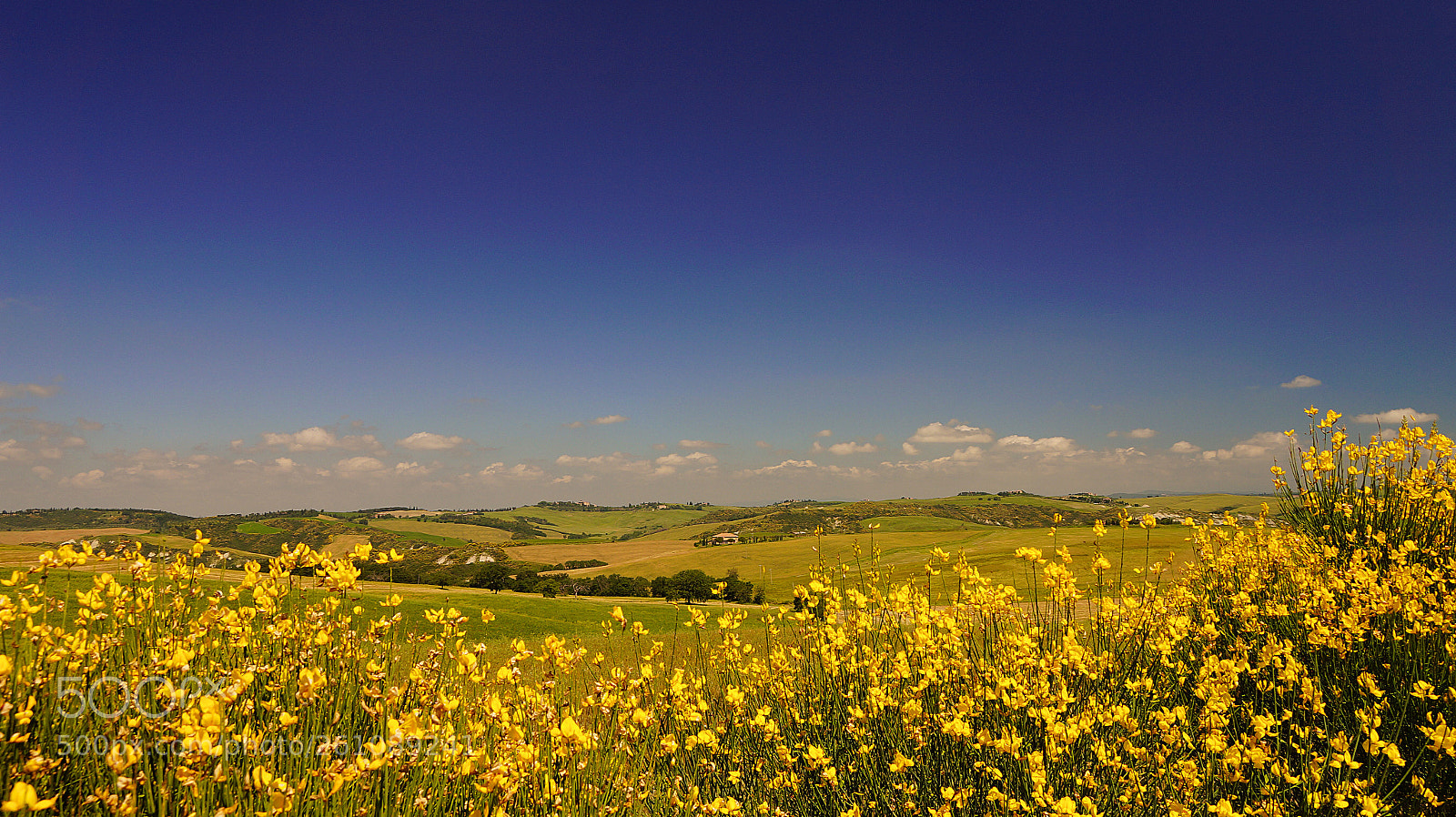 Sony SLT-A58 sample photo. Yellow photography