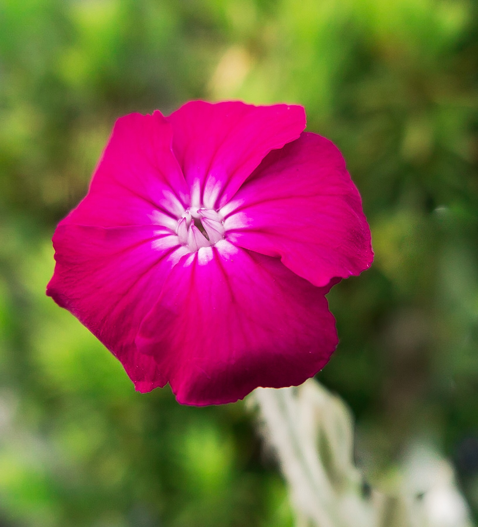 Canon PowerShot G1 X Mark II sample photo. Intense  photography