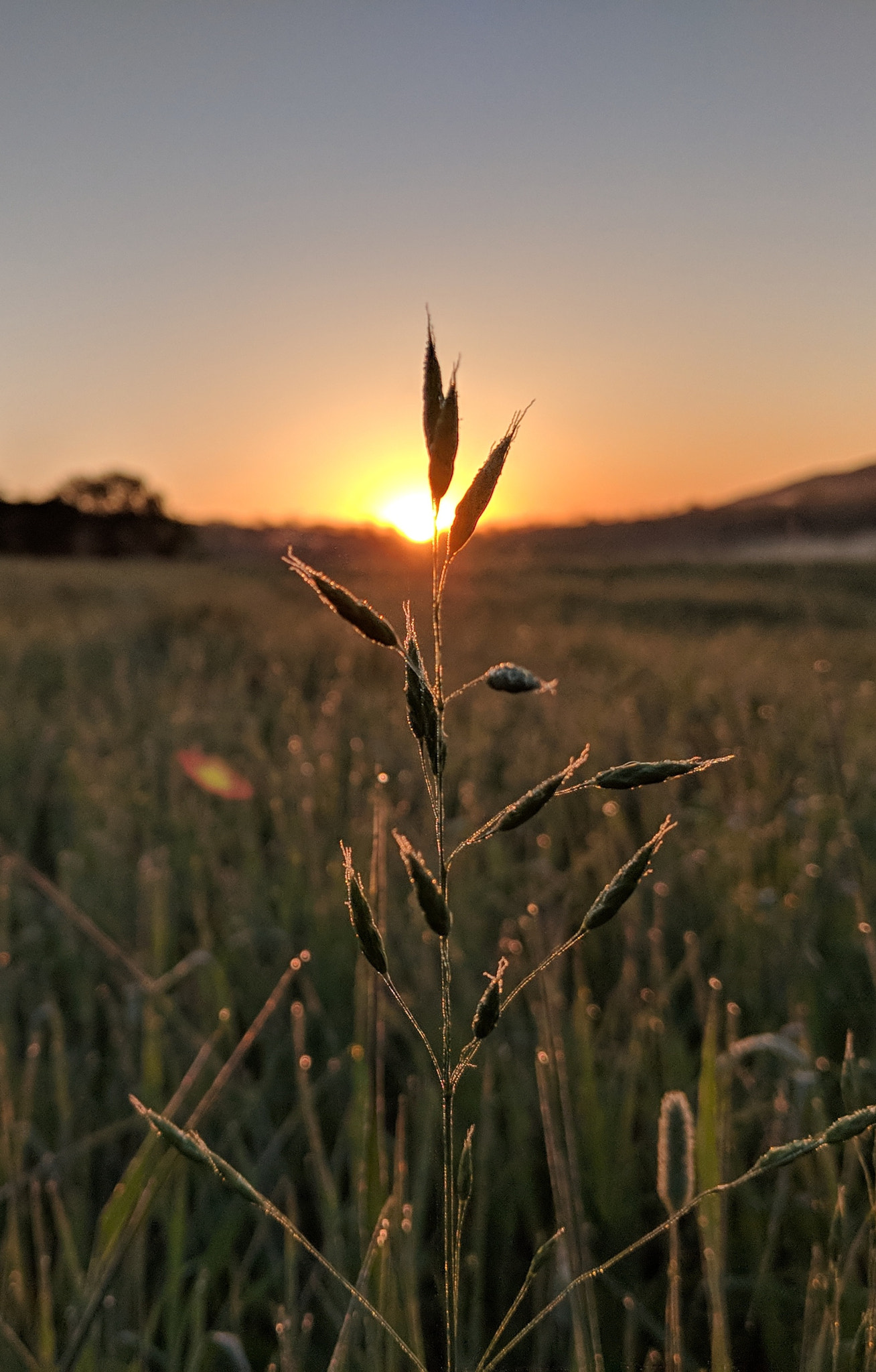 Google Pixel 2 XL sample photo