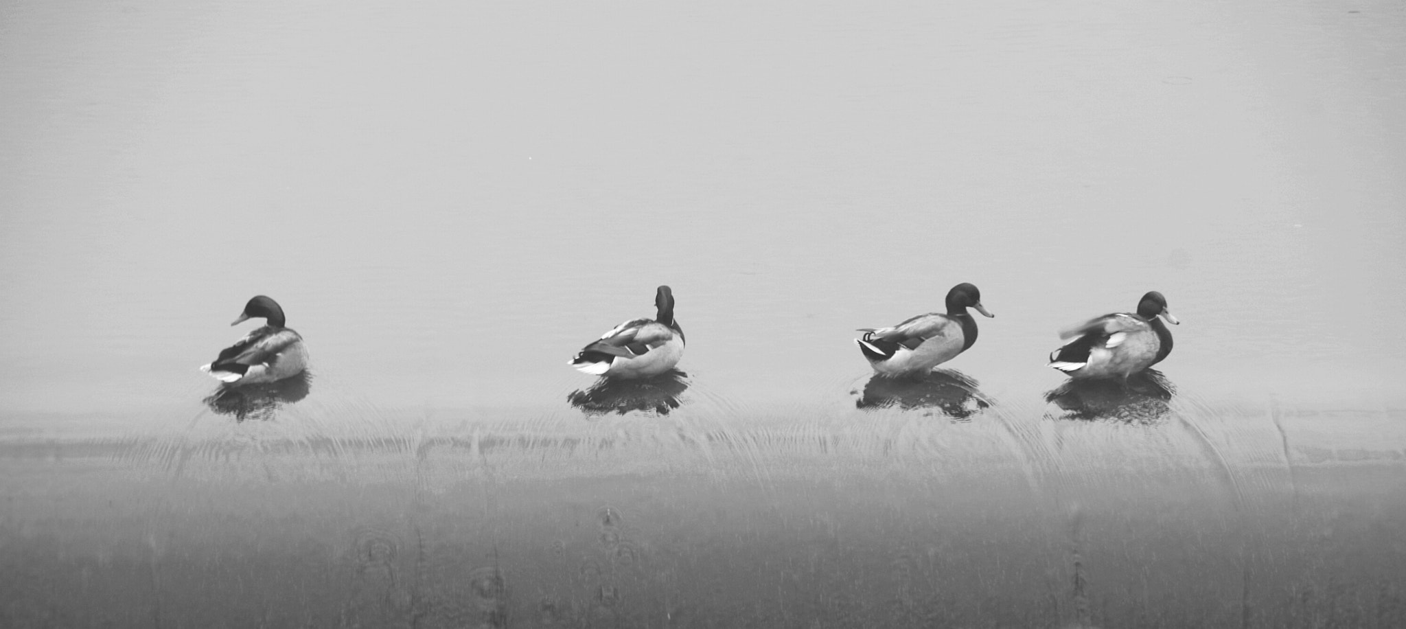 Pentax K-70 sample photo. Four ducks photography
