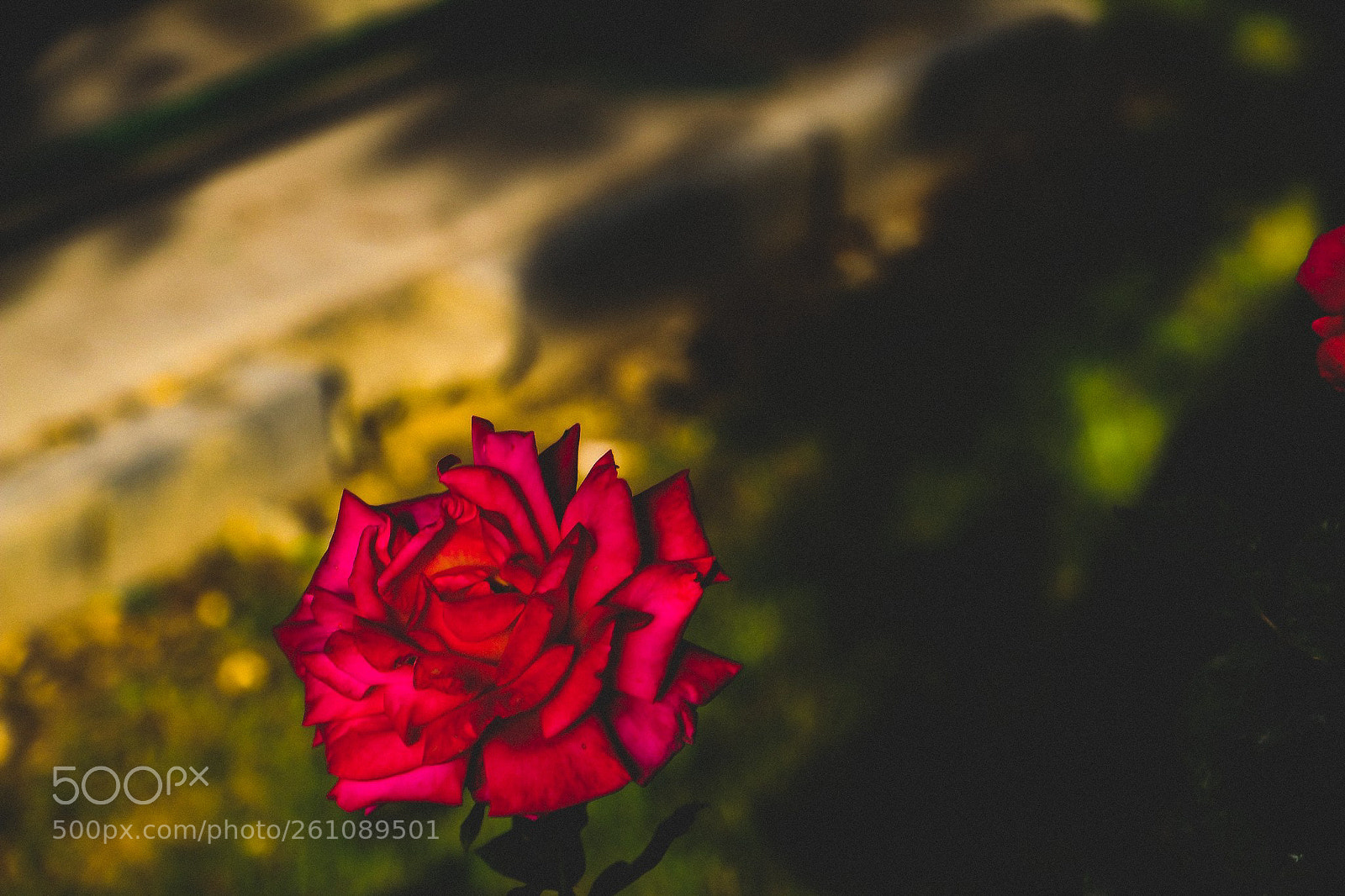 Canon EOS 70D sample photo. Flowers photography