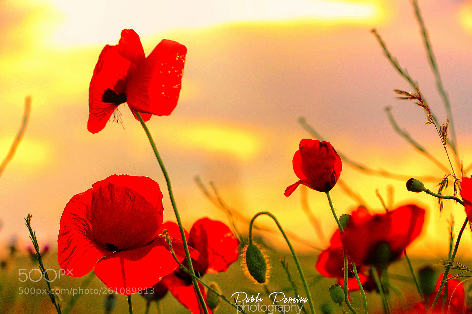 Canon EOS 700D (EOS Rebel T5i / EOS Kiss X7i) sample photo. Lest we forget photography