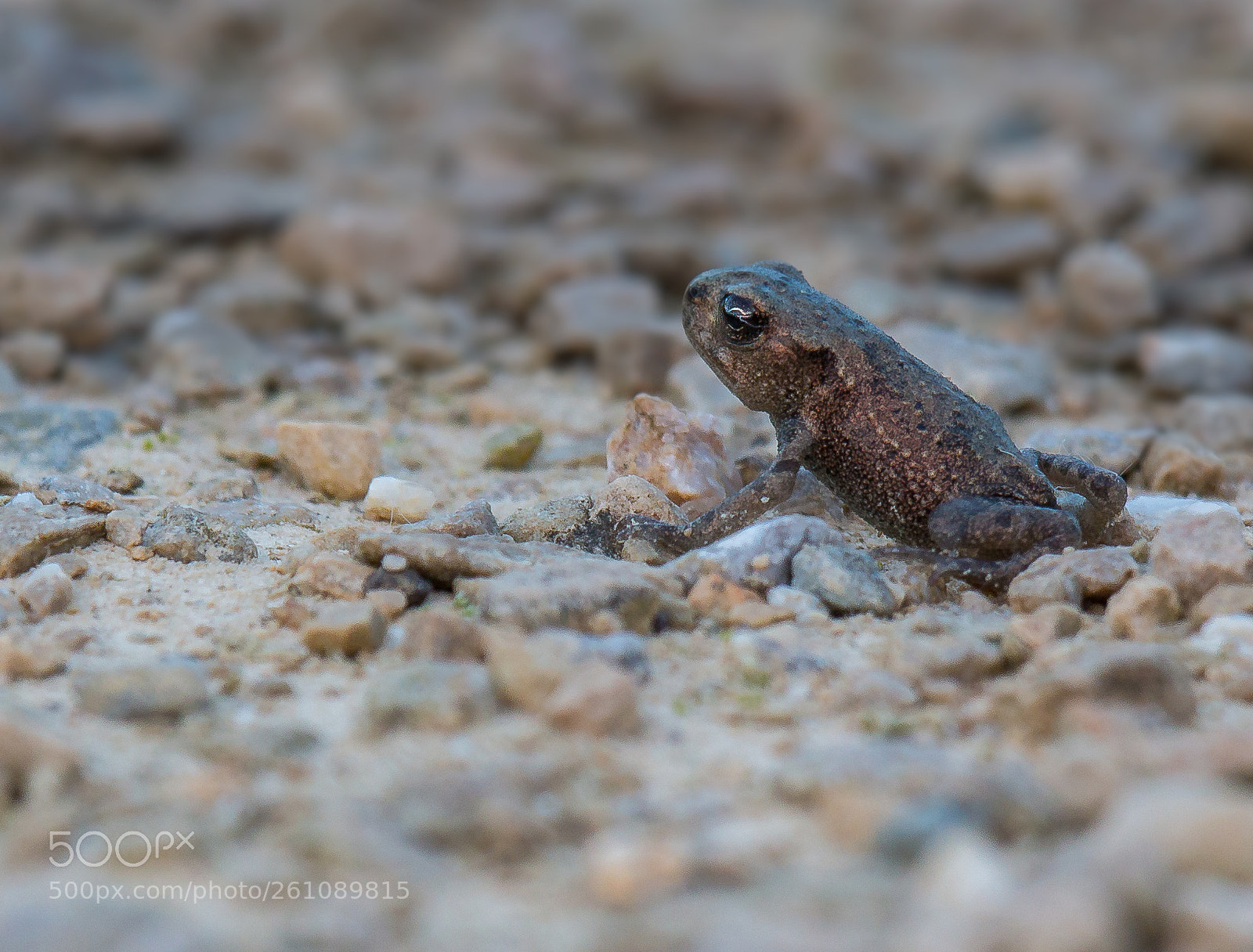 Canon EOS 70D sample photo. Tiny frog photography