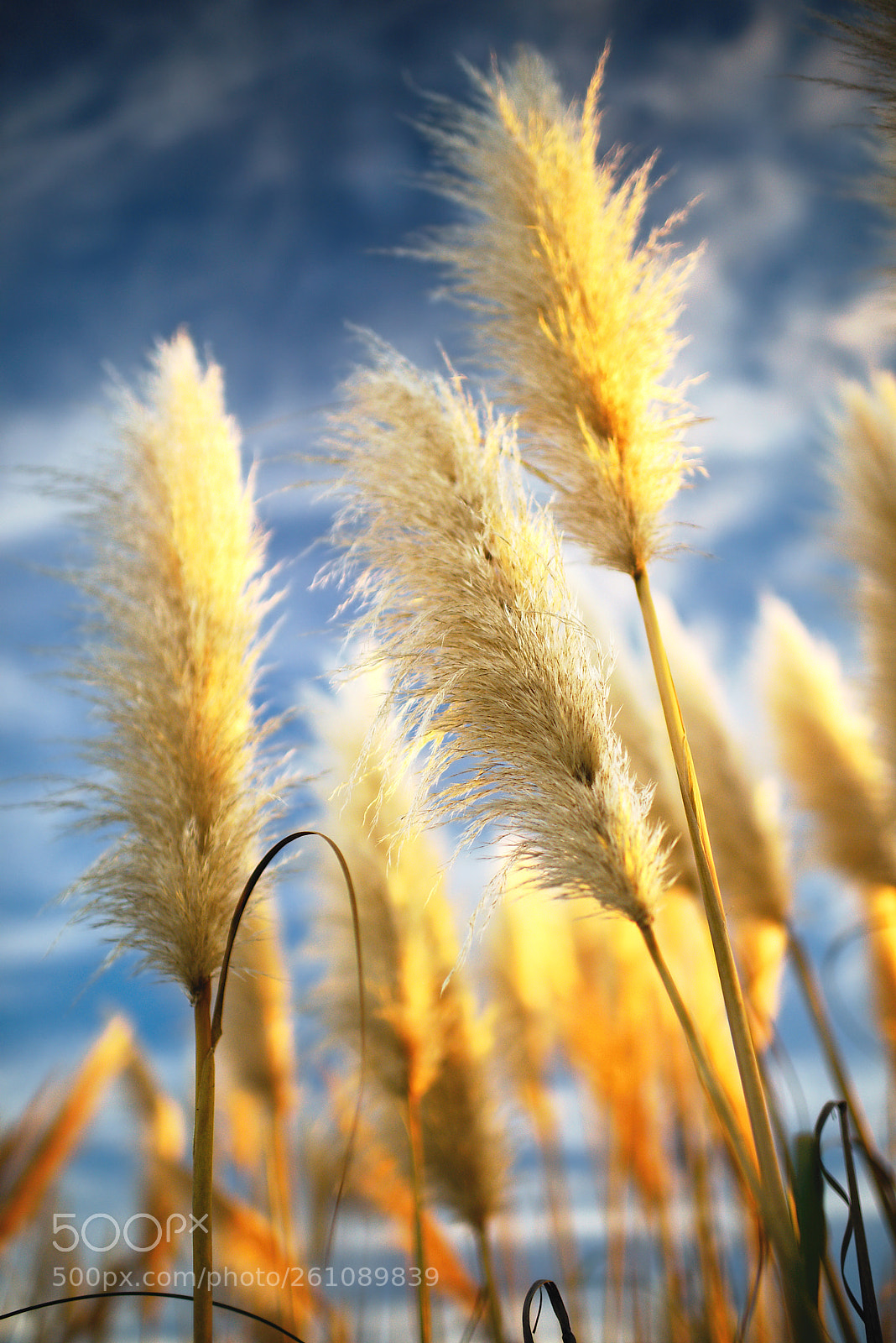 Nikon D810 sample photo. Andean pampas grass at photography
