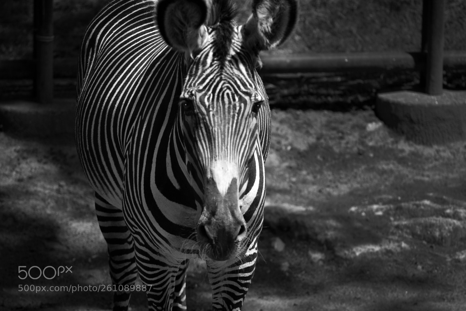 Nikon D750 sample photo. Zebra photography