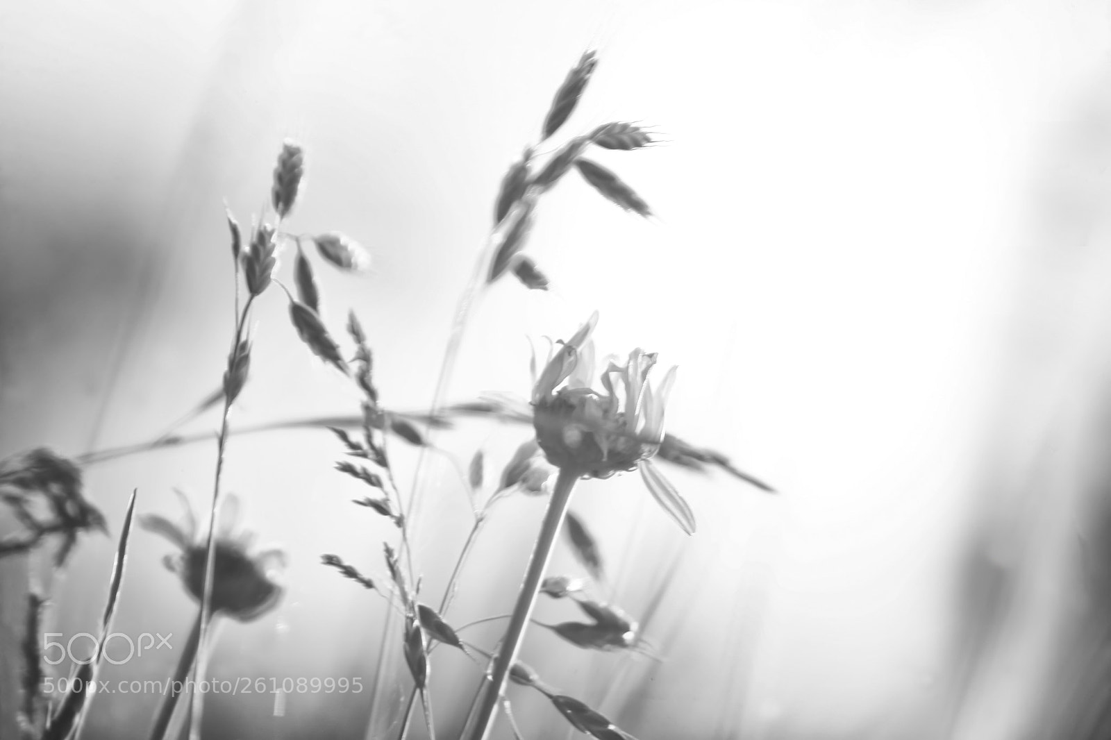 Canon EOS 5D sample photo. Touch of the wind photography
