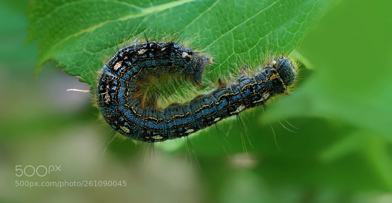 Sony a6300 sample photo. Caterpillar photography