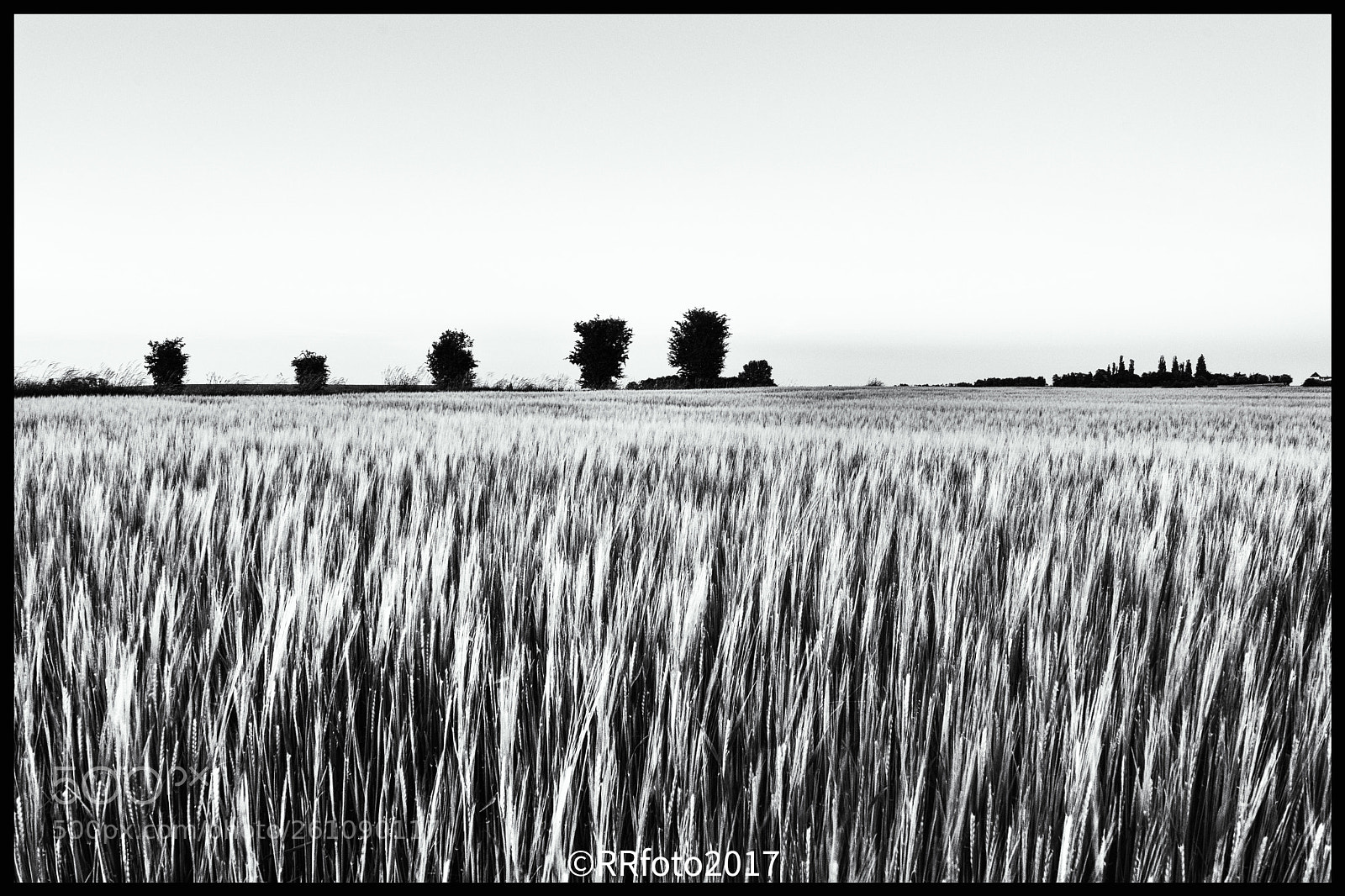 Nikon D500 sample photo. Untitled (of ) photography
