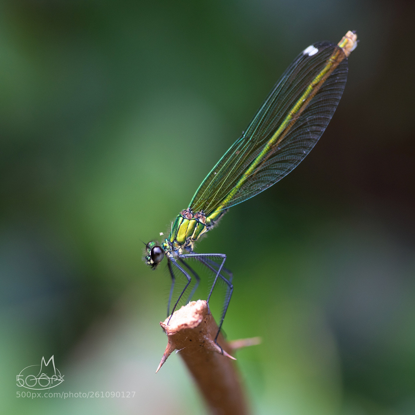 Nikon D750 sample photo. Untitled photography